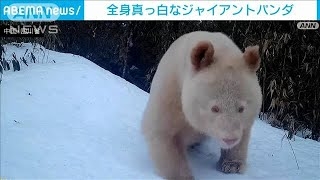 中国 全身が“真っ白なジャイアントパンダ”の映像が公開 北京大学の専門家「遺伝子の突然変異かも」