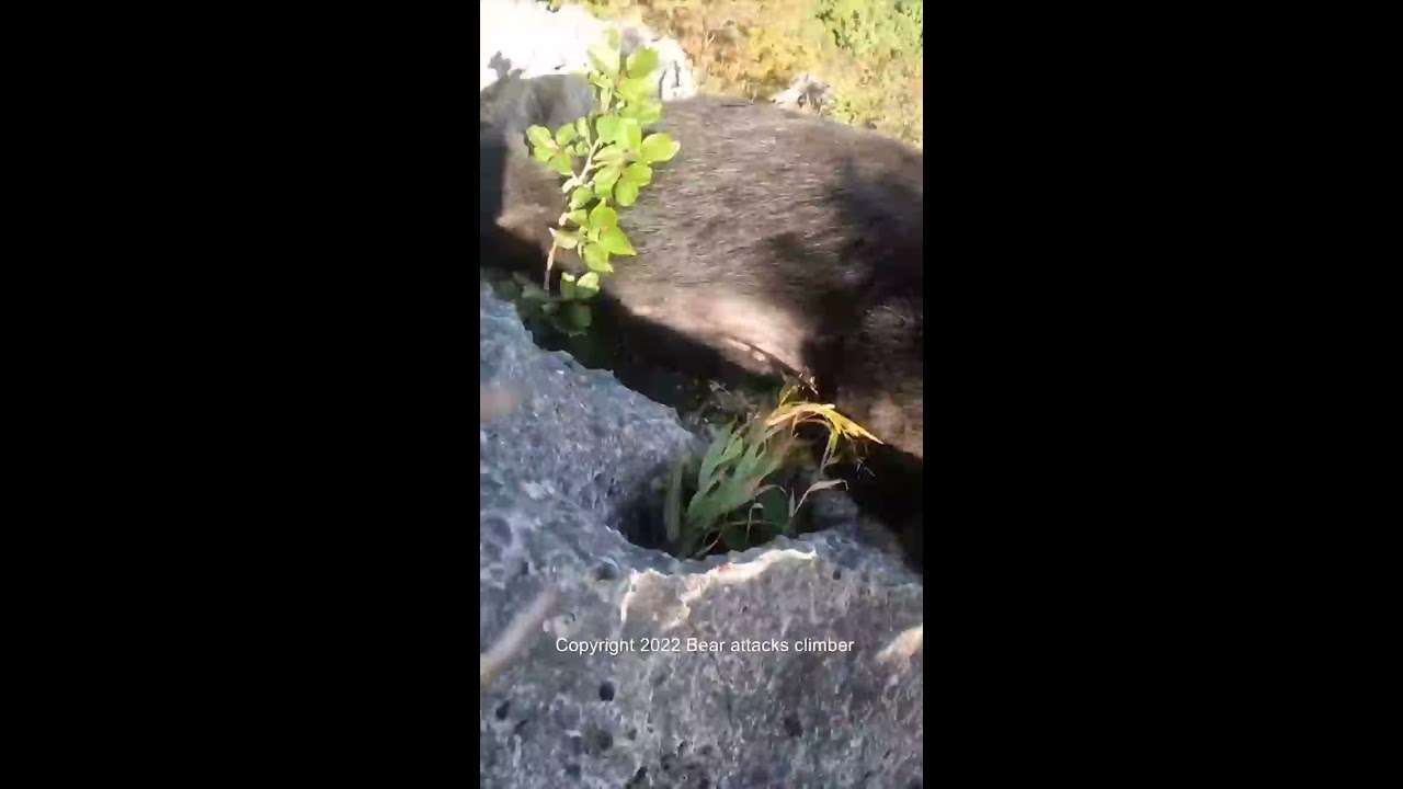 Bear attacks climber / 登山中に熊に襲われた #shorts - YouTube