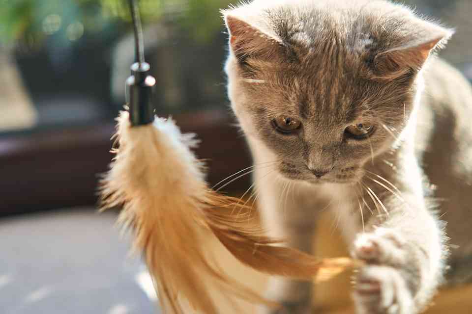 飼い主を嫌っているわけじゃない 猫が噛む・引っかく理由を獣医師に聞いた