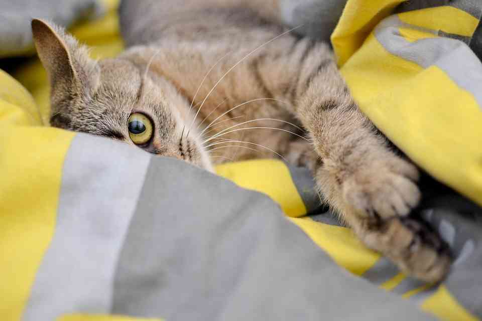 飼い主を嫌っているわけじゃない 猫が噛む・引っかく理由を獣医師に聞いた