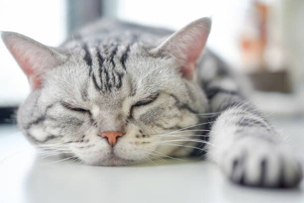 飼い主を嫌っているわけじゃない　猫が噛む・引っかく理由を獣医師に聞いた｜ねこのきもちWEB MAGAZINE
