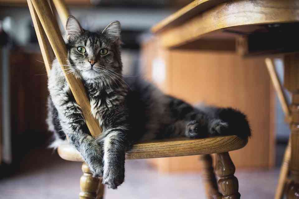飼い主を嫌っているわけじゃない　猫が噛む・引っかく理由を獣医師に聞いた