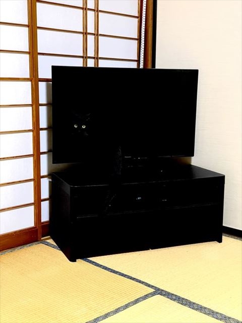 黒猫の擬態