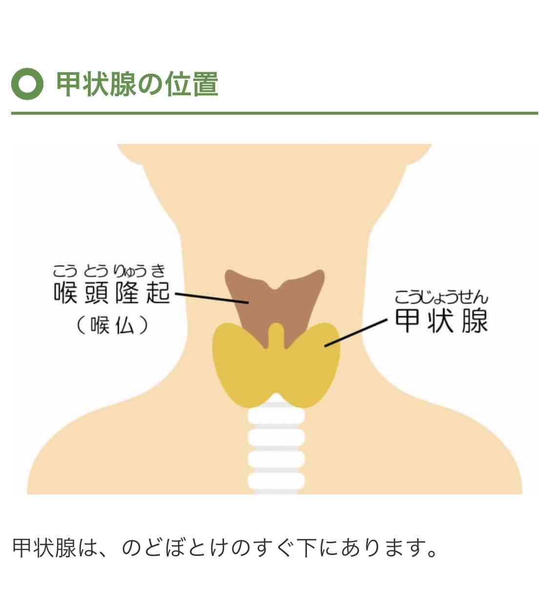 バセドウ病の体重管理