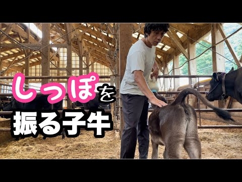 尻尾を振る子牛が可愛すぎました - YouTube