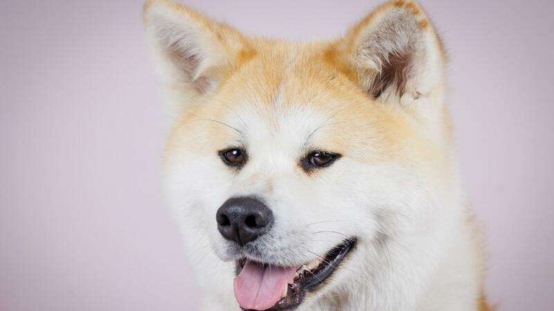 徳島県で秋田犬が相次いで遺棄。その背景と飼い主を見つける方法は？