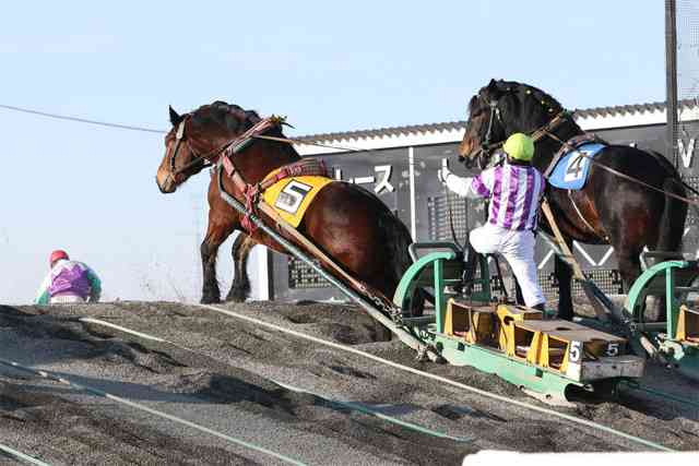 馬たたく行為、改善を指導　虐待批判の神事、三重県