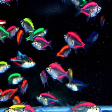 🐠熱帯魚・海水魚・淡水魚に癒される🫧