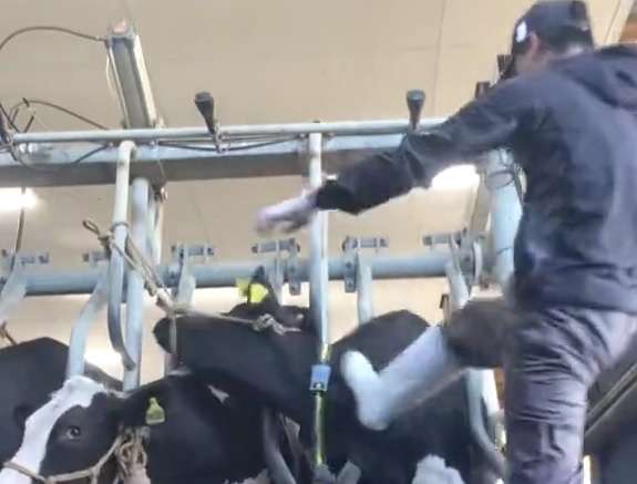 大田原農場でフィリピン人従業員が乳牛に殴る蹴るの暴行 TikTokに自ら動画投稿