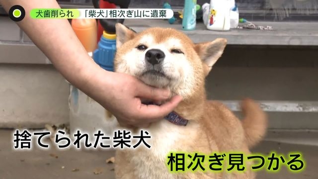 犬歯削られ 声帯も切られ…　「柴犬」「秋田犬」相次ぎ遺棄　メス犬に偏りか　いったい誰が…　徳島（日テレNEWS） - Yahoo!ニュース
