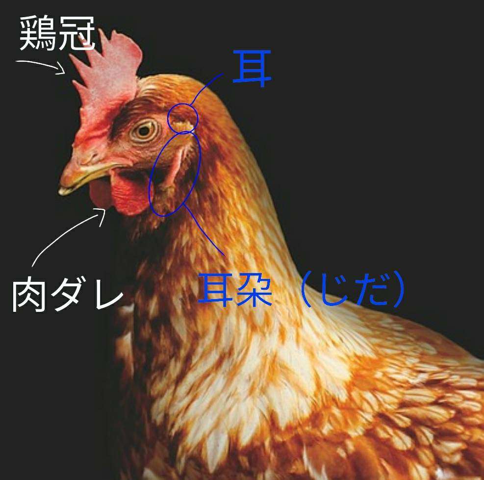 「白い卵」と「茶色い卵」は何が違う？価格差があることも…日本卵業協会に理由を聞いた