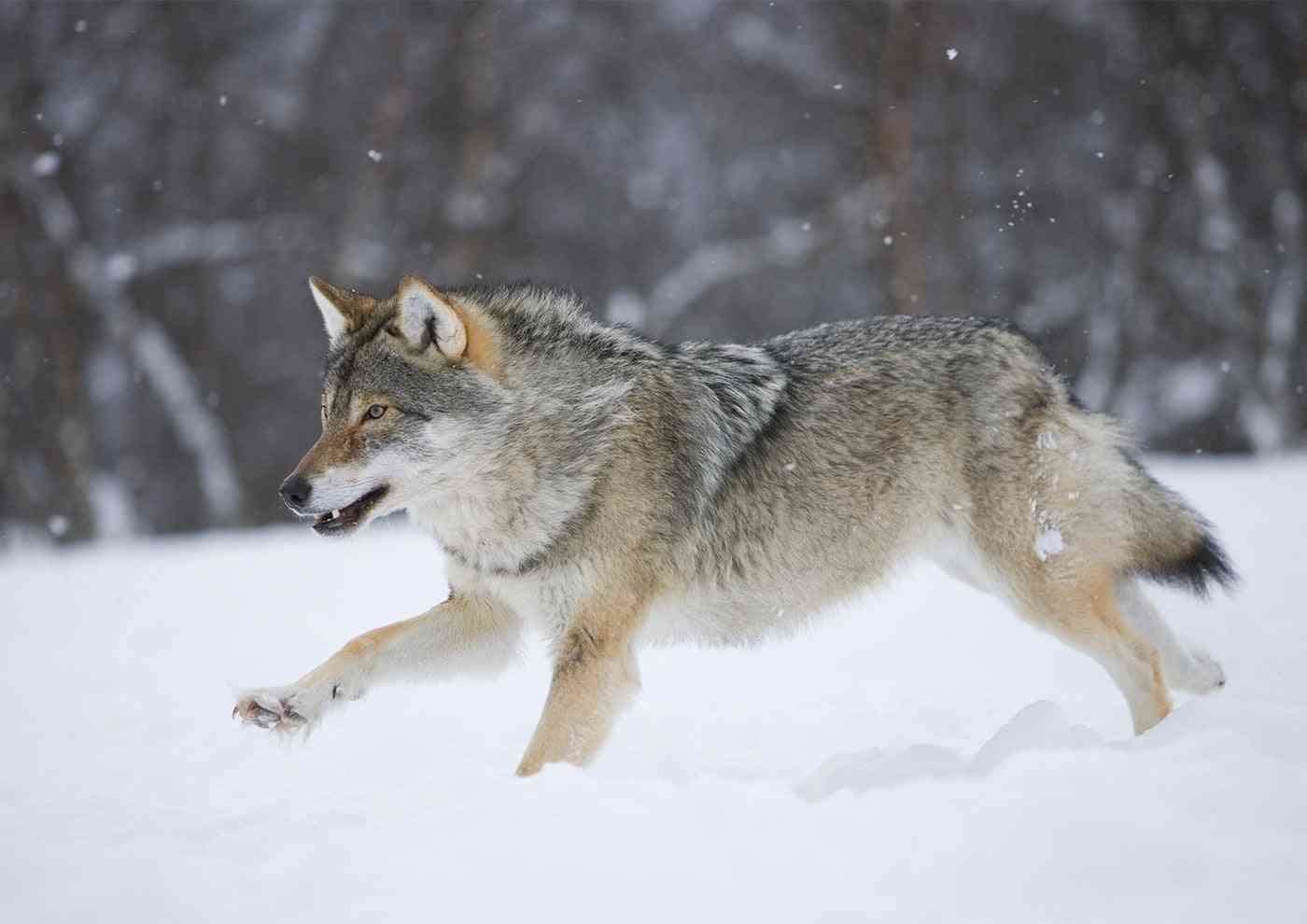 遺伝性疾患だらけ｢ミックス犬姉妹｣背負った運命　人気犬種ランキング入りも､悪徳業者が絶えず