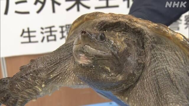 カミツキガメ 無許可で飼育か 66歳の男性を書類送検 東京 | NHK | 事件