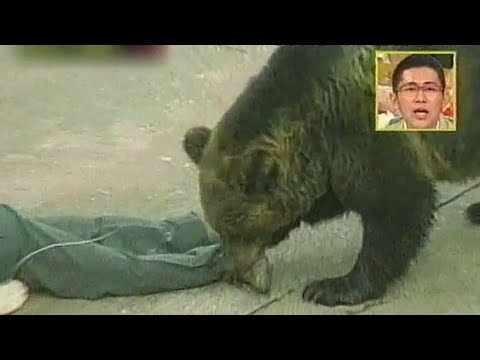 【再現実験】クマと突然の遭遇！効果的な対処法とは？ - YouTube