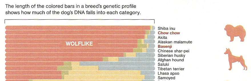遺伝性疾患だらけ｢ミックス犬姉妹｣背負った運命　人気犬種ランキング入りも､悪徳業者が絶えず