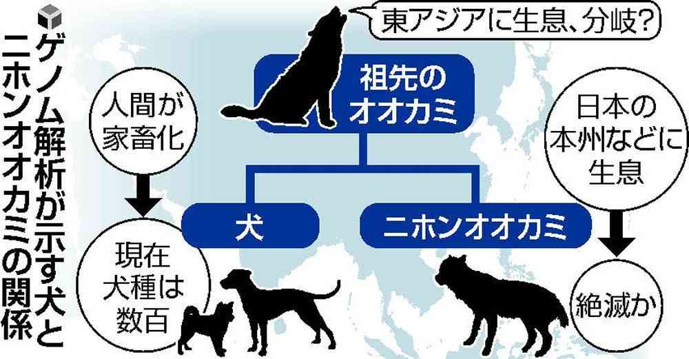 遺伝性疾患だらけ｢ミックス犬姉妹｣背負った運命　人気犬種ランキング入りも､悪徳業者が絶えず