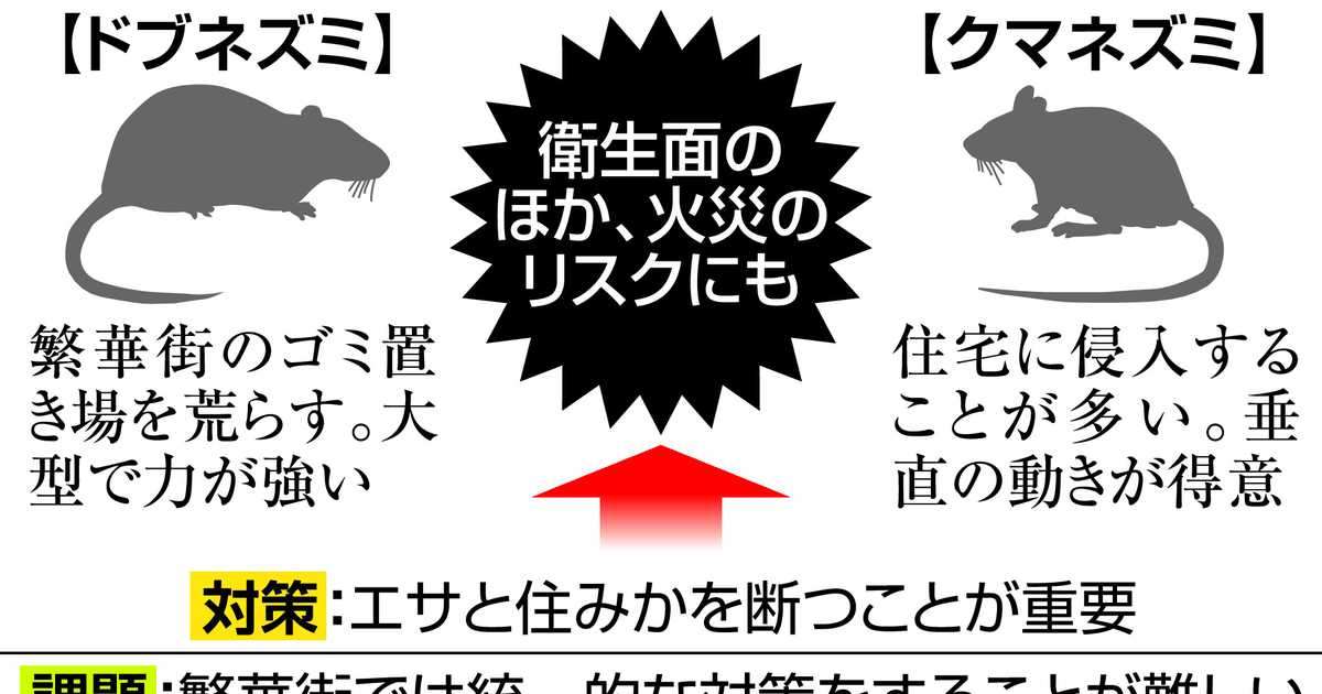東京の繁華街でネズミの大群相次ぐ　コロナ明けと相関 - イザ！