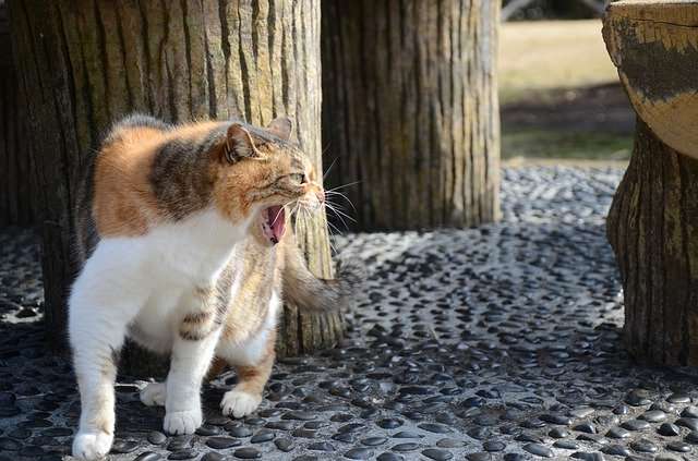 猫同士の厳しい生存競争…熾烈な縄張り争いや子殺しを知ろう｜@DIME アットダイム