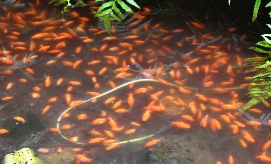 神社の池に金魚800匹捨てられる　体長3センチ、水面真っ赤　住民憤慨「あまりにも悪質だ」　霧島市 | 鹿児島のニュース | 南日本新聞 | 373news.com