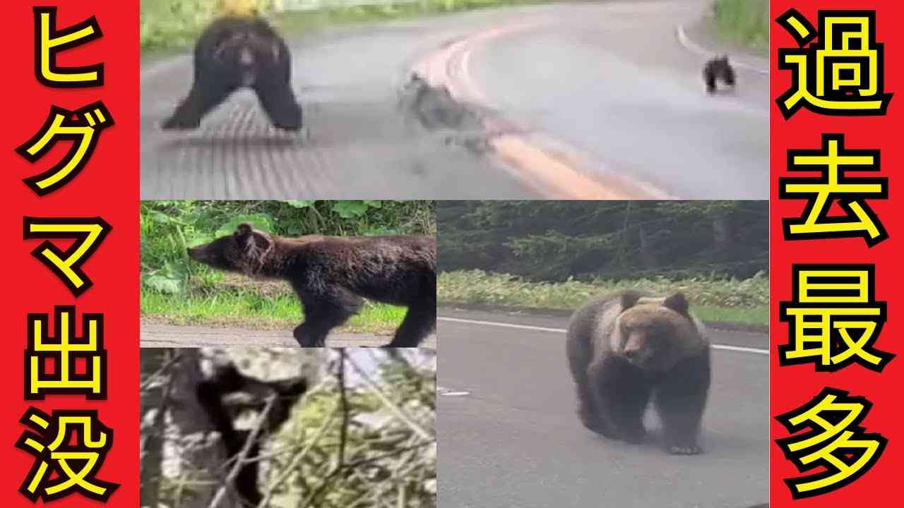 【2023年クマ映像まとめ】出没繰り返す