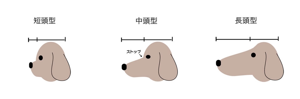 遺伝性疾患だらけ｢ミックス犬姉妹｣背負った運命　人気犬種ランキング入りも､悪徳業者が絶えず