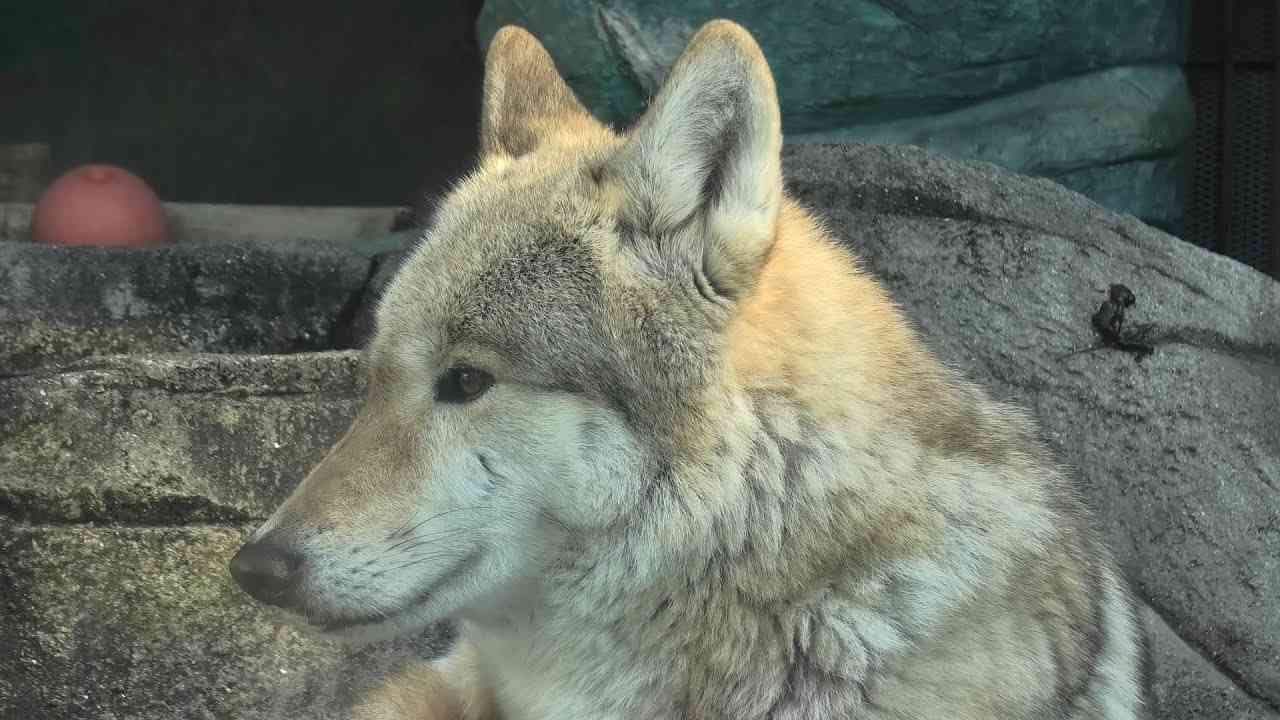 遺伝性疾患だらけ｢ミックス犬姉妹｣背負った運命　人気犬種ランキング入りも､悪徳業者が絶えず