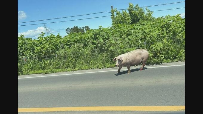 高速バスとトラックが衝突　15人けが　そのうち2人～3人が心肺停止　北海道八雲町
