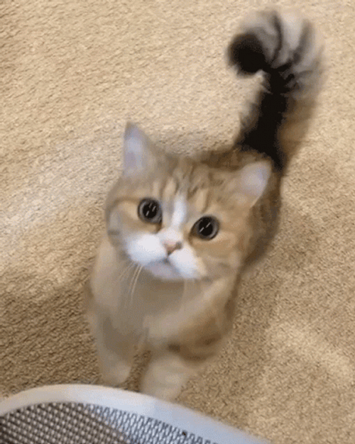 がるちゃん猫カフェ88号店開店しました♫(初めてのの方も大歓迎♫)