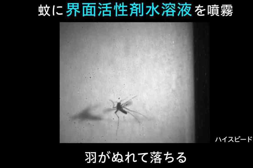 花王、殺虫成分を使わず蚊を駆除する新技術 - Impress Watch