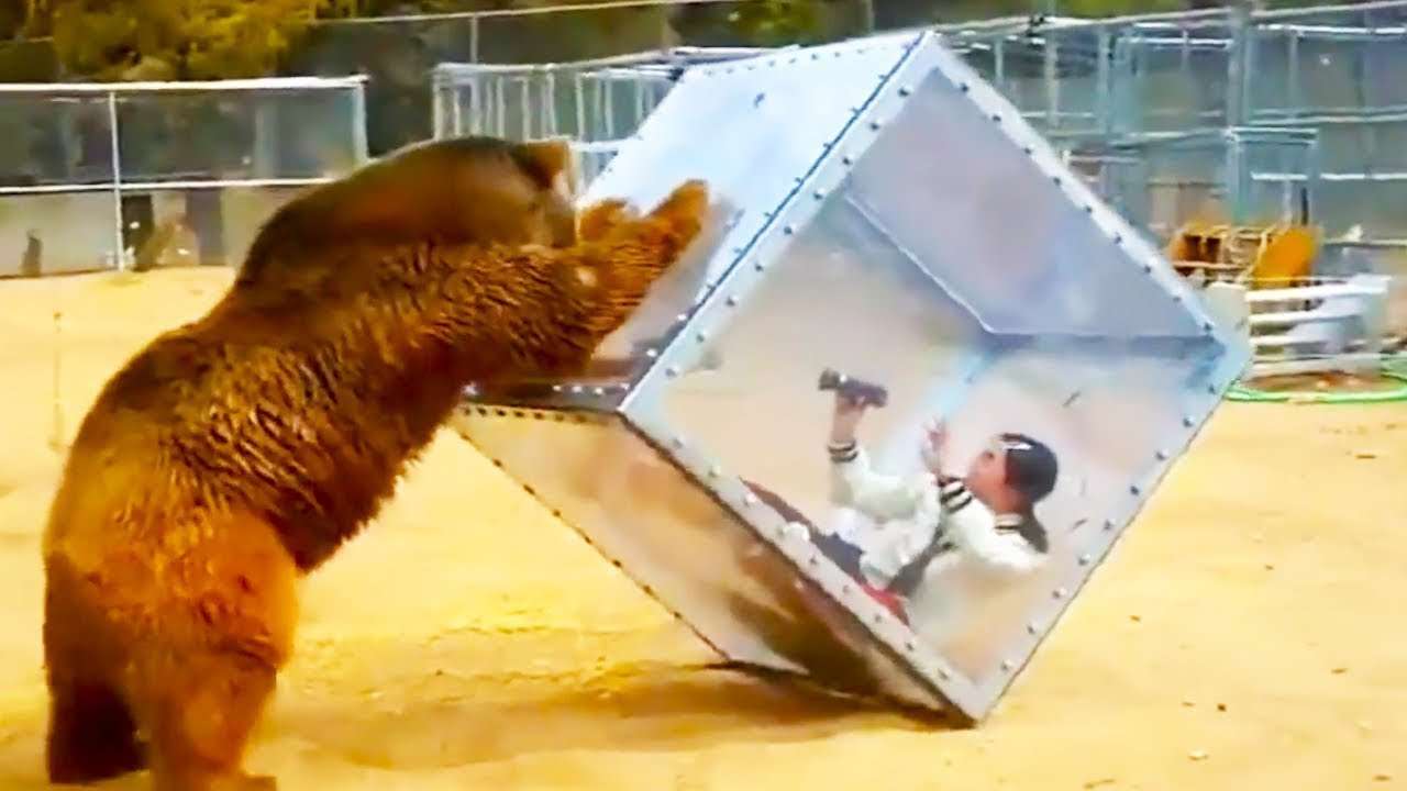 動物園の動物たちが本気になった瞬間！人間に野性丸出しで襲いかかる動物たち - YouTube