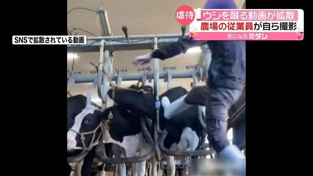 牛を殴る蹴る…“虐待”動画がSNSで拡散　農場の代表が謝罪　外国人従業員が自ら撮影