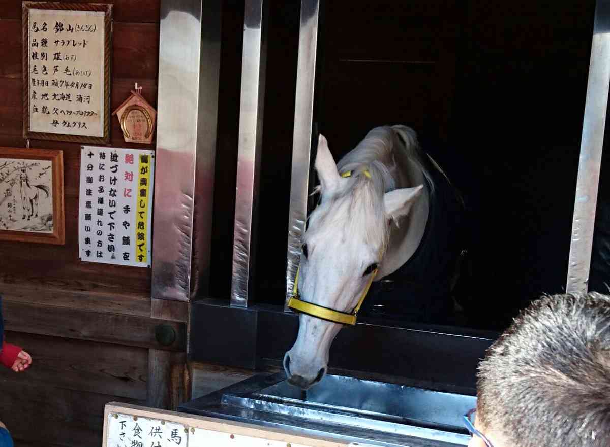 馬たたく行為、改善を指導　虐待批判の神事、三重県