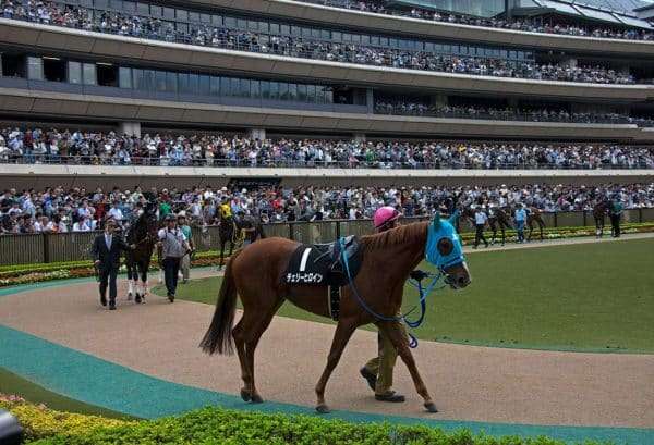 パドック予想で押さえるべき7つの減点ポイントと12の見方 – 当たる競馬予想サイト