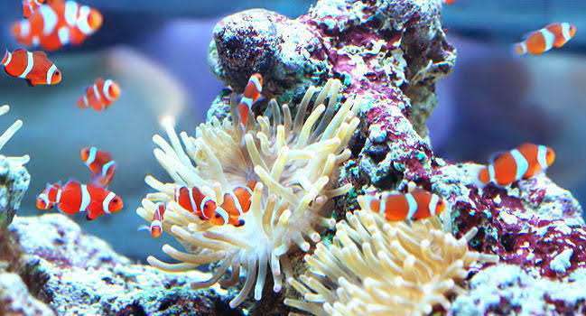 🐠熱帯魚・海水魚・淡水魚に癒される🫧