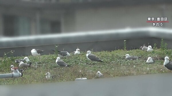 都心マンション屋上にウミネコが多数住み着き“巣作り” 原因は「屋上緑化」か？ 近隣住民“みゃーみゃー”という鳴き声やフン被害に困惑｜FNNプライムオンライン