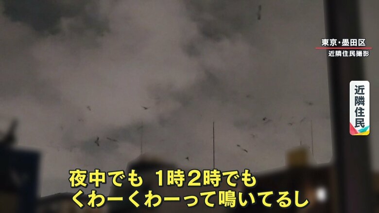 都心マンション屋上にウミネコが多数住み着き“巣作り” 原因は「屋上緑化」か? 近隣住民“みゃーみゃー”という鳴き声やフン被害に困惑