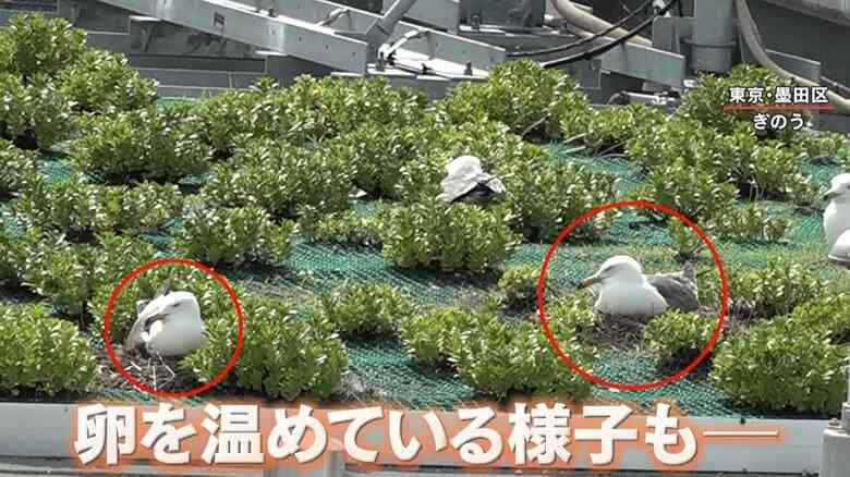 都心マンション屋上にウミネコが多数住み着き“巣作り” 原因は「屋上緑化」か? 近隣住民“みゃーみゃー”という鳴き声やフン被害に困惑