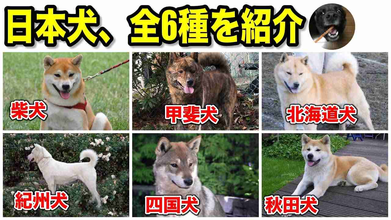 遺伝性疾患だらけ｢ミックス犬姉妹｣背負った運命　人気犬種ランキング入りも､悪徳業者が絶えず