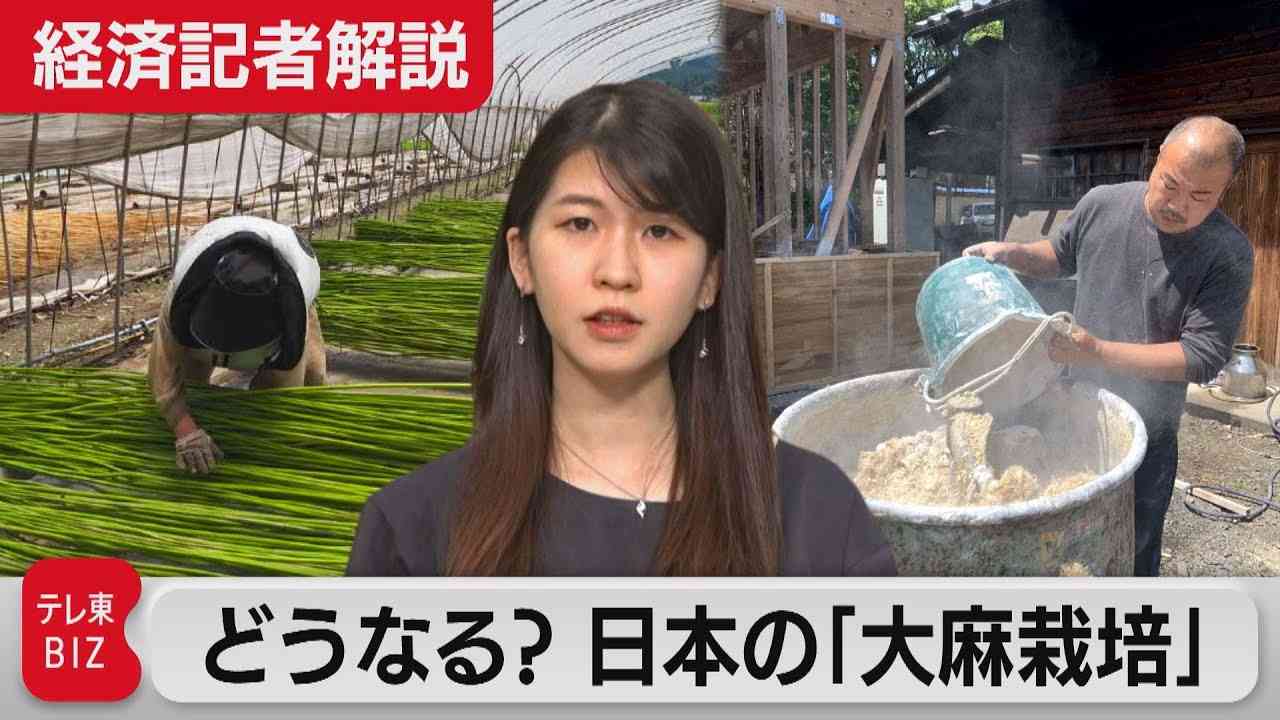 大麻取締法改正へ･･･どうなる？日本の「大麻栽培」【経済記者解説】（2022年10月7日） - YouTube