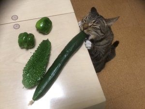 なにかを食べてる動物の画像