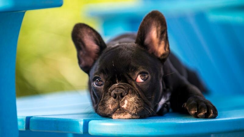 フレンチブルやパグなど“鼻の短いペット”の飼育禁止を検討（オランダ）。その背景と問題点とは？（石井万寿美） - 個人 - Yahoo!ニュース