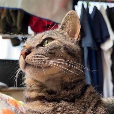 居候だったニャンコと家族暮らし on Twitter: 