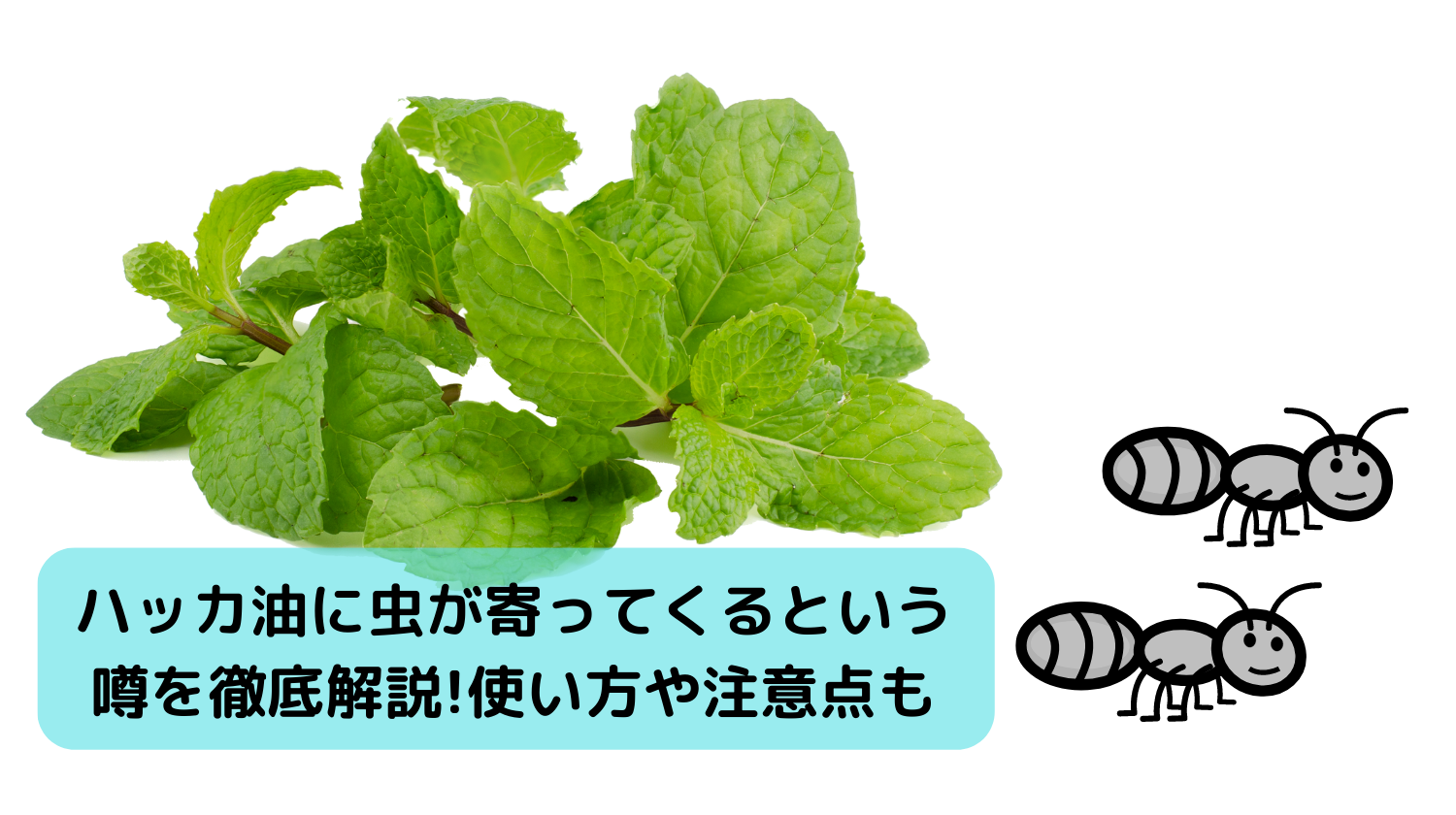 ハッカ油に虫が寄ってくるという噂を徹底解説!使い方や注意点も　 - みらいぶ