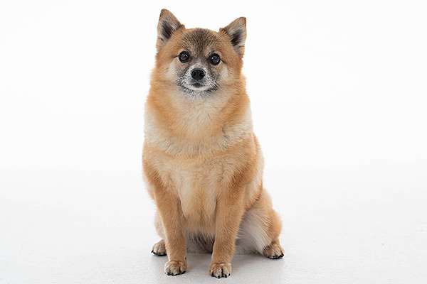 遺伝性疾患だらけ｢ミックス犬姉妹｣背負った運命　人気犬種ランキング入りも､悪徳業者が絶えず