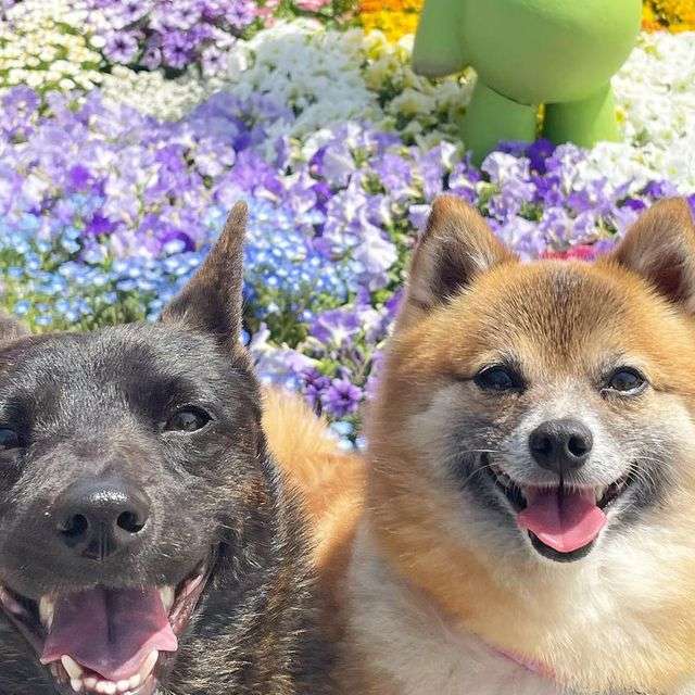 ぽめしば りつ＆甲斐犬 さくら on Instagram: 