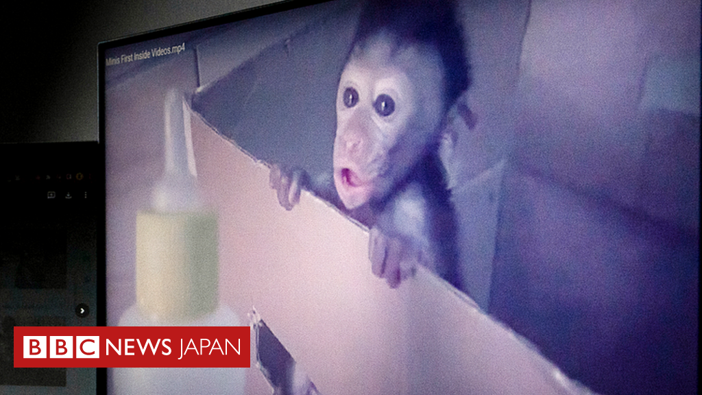 サルに残虐行為、映像を売買　BBC調査で国際ネットワークが判明 - BBCニュース