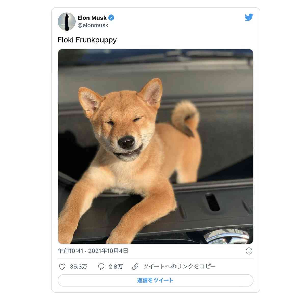 捨てられた「シバ犬」相次ぎ発見　徳島県の山奥で…