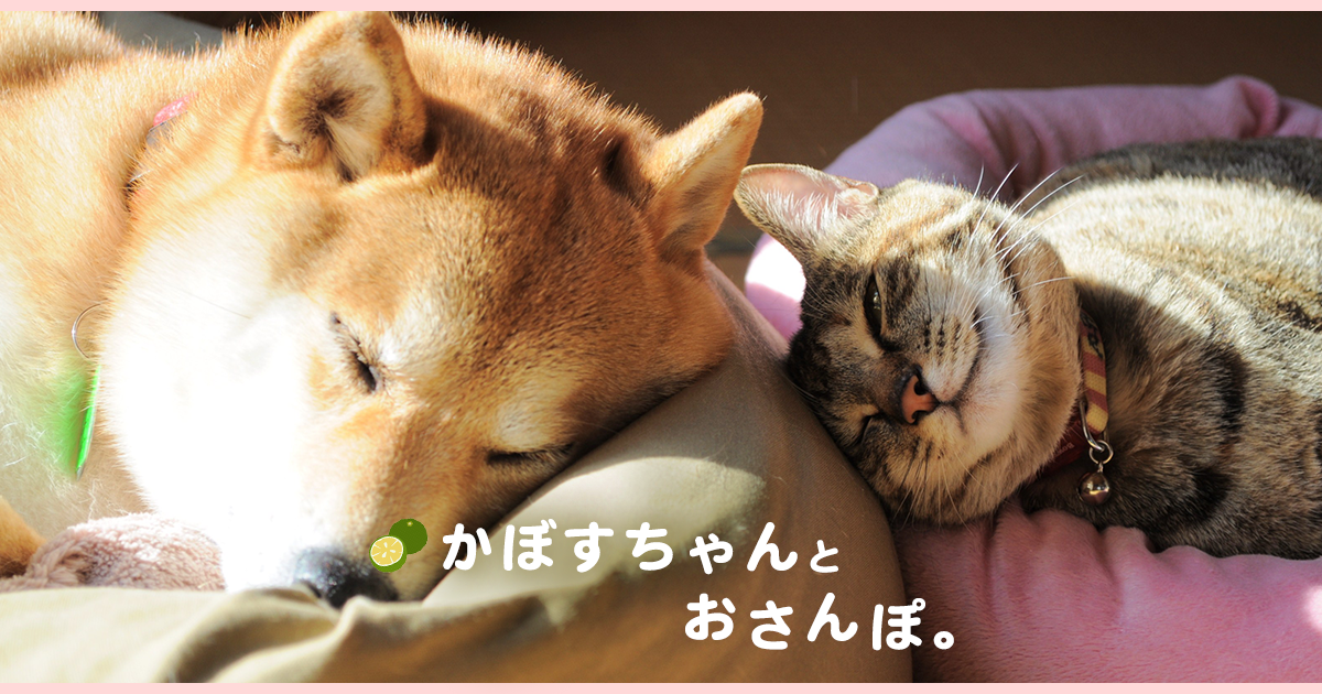 かぼすちゃんとおさんぽ。