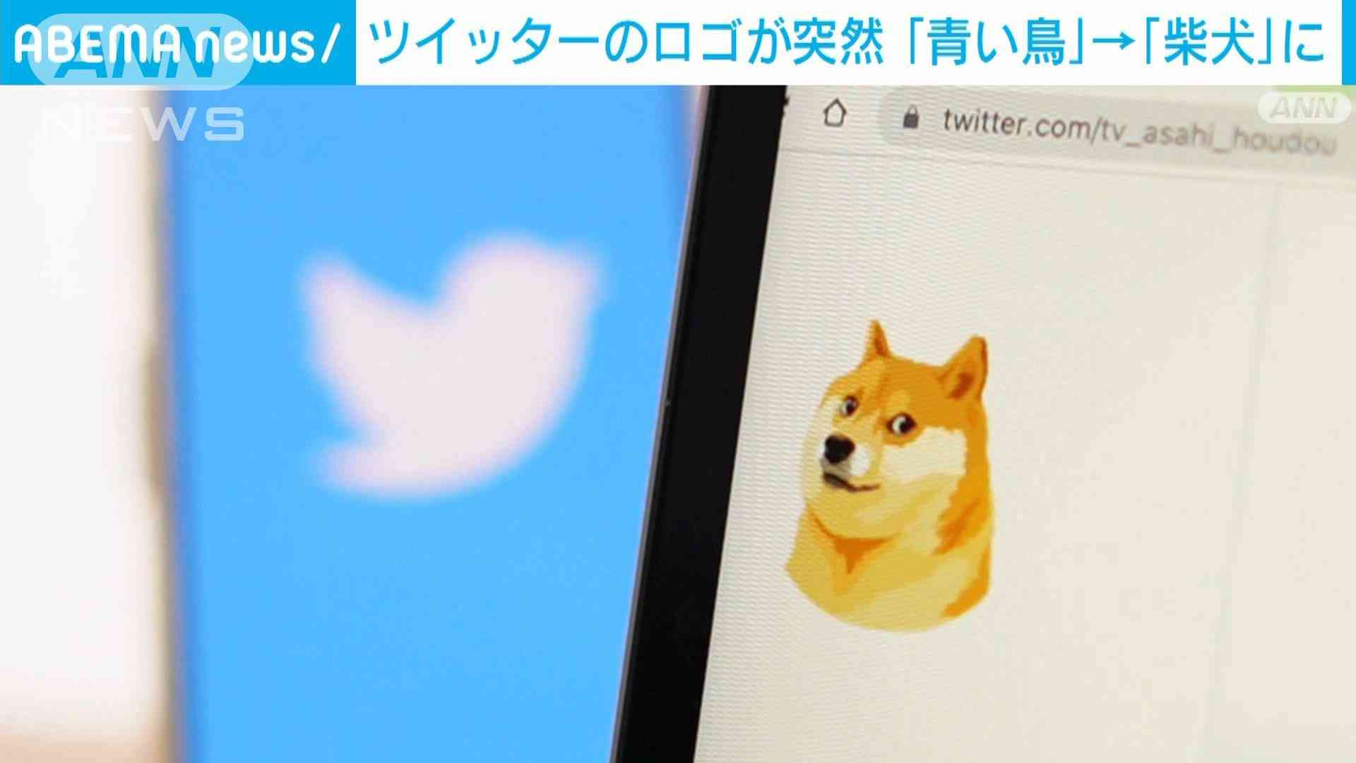 捨てられた「シバ犬」相次ぎ発見　徳島県の山奥で…