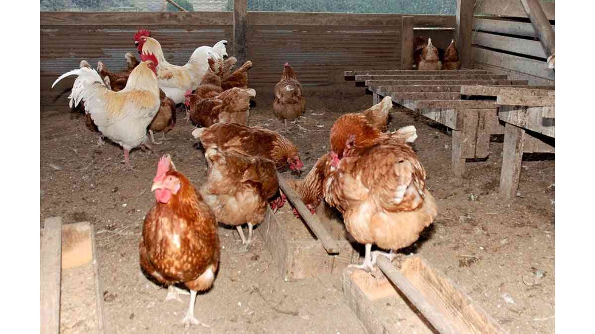 動物福祉　日本に根付かせるには : 読売新聞